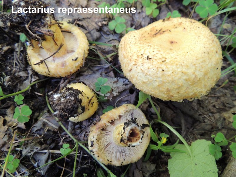 Lactarius repraesentaneus-amf2048.jpg - Lactarius repraesentaneus ; Nom français: Lactaire remarquable